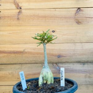 2210 19 Big Caudex Fluorita