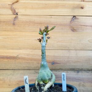 2210 21 Big Caudex Pinot