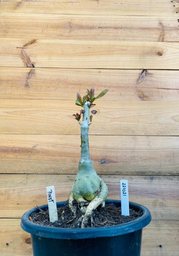 2210 21 Big Caudex Pinot