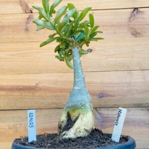 2210 23 Big Caudex Crepusculo