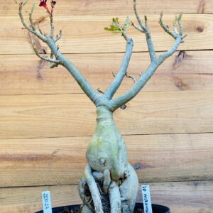 2210 27 Baoba ID Misterioso