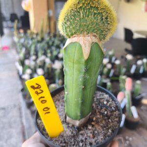 2210 01 Cacto Rabo de gato cristata ( PRIME )