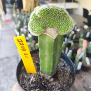 2210 01 Cacto Chamaecereu cristata (VIP)