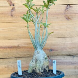 2210 32 Baoba Surprise