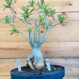 2210 34 Baoba Surprise