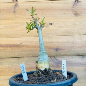2210 35 Big Caudex Tweety