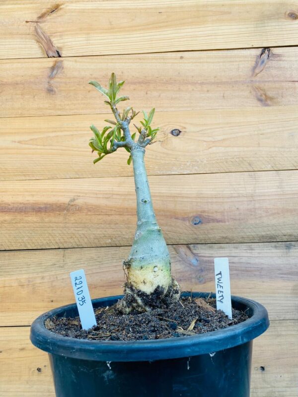 2210 35 Big Caudex Tweety