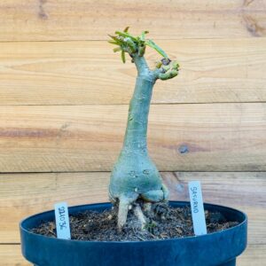 2210 36 Big Caudex Saturno