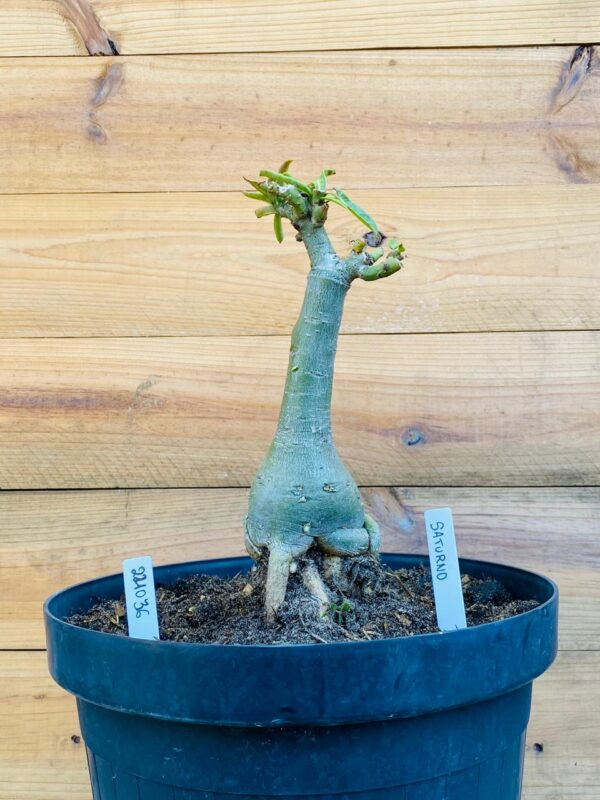 2210 36 Big Caudex Saturno