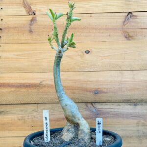 2210 09 Big Caudex Ceu estrelado Variegata