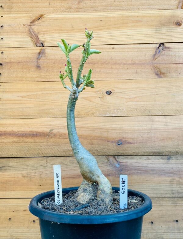 2210 09 Big Caudex Ceu estrelado Variegata