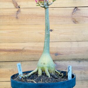 2210 37 Big Caudex Swallow
