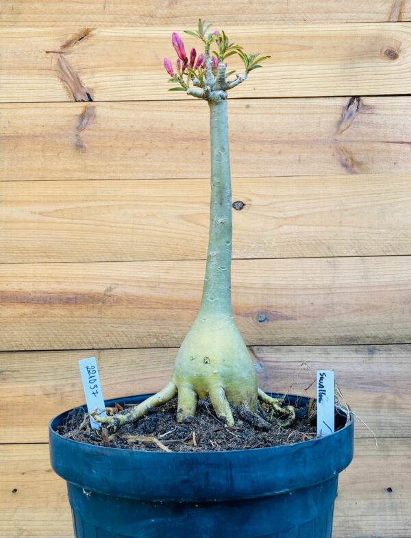 2210 37 Big Caudex Swallow