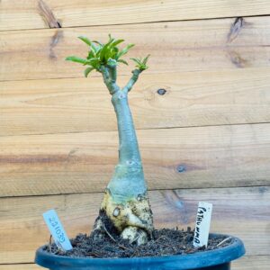 2210 39 Big Caudex Pathumma