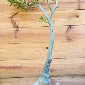 2210 43 Baoba Surprise