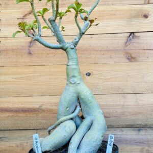 2210 49 Baoba ID MISTERIOSO