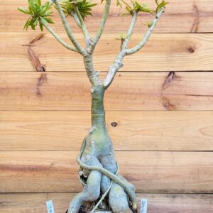 2210 50 Baoba ID MISTERIOSO