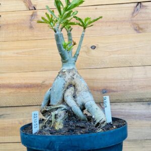 2210 53 Baoba Dakota