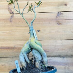 2210 57 Baoba Mademoiselle