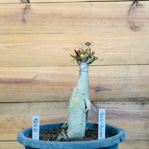 2210 61 Big Caudex Ballet Bolshoi
