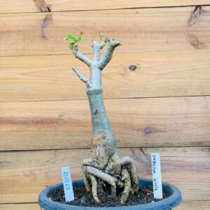 2210 63 Big Caudex Swazicum White