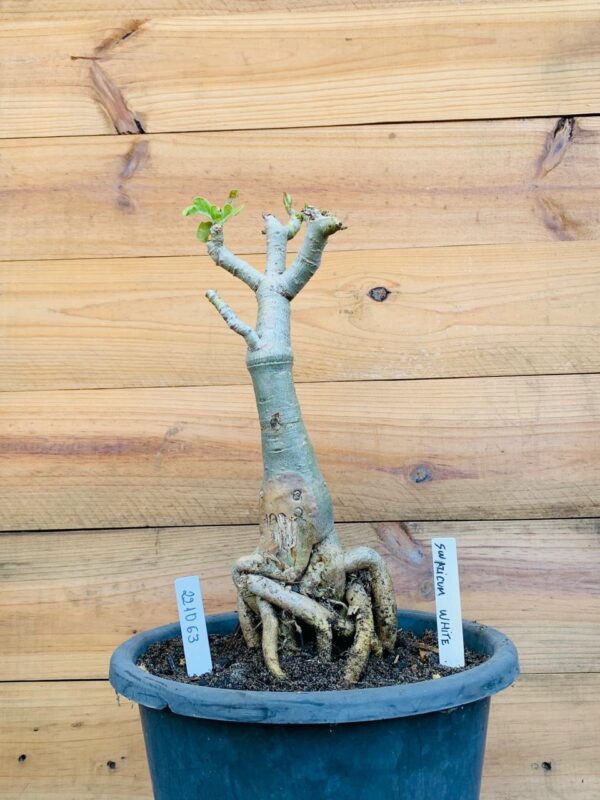2210 63 Big Caudex Swazicum White