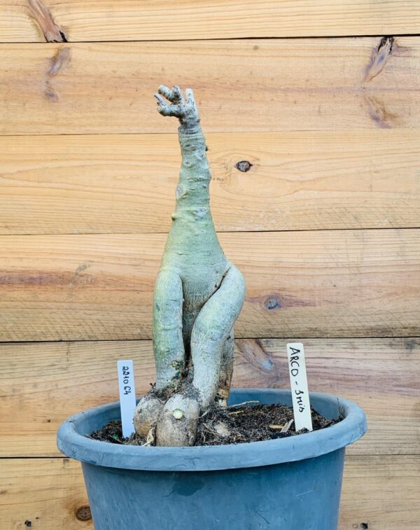 2210 64 Big Caudex Arco-iris