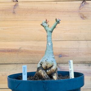 2210 65 Big Caudex Variegata Porcelana