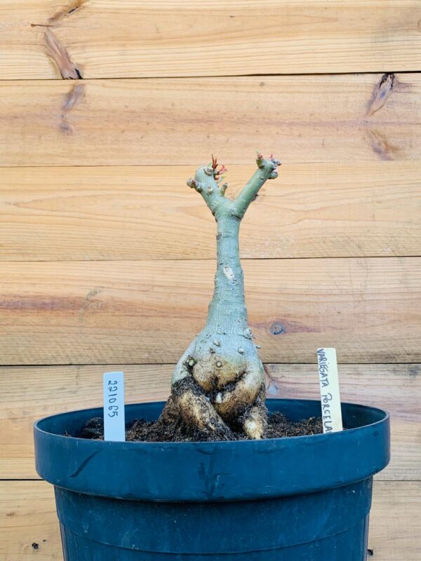 2210 65 Big Caudex Variegata Porcelana