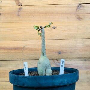2210 66 Big Caudex Akachi