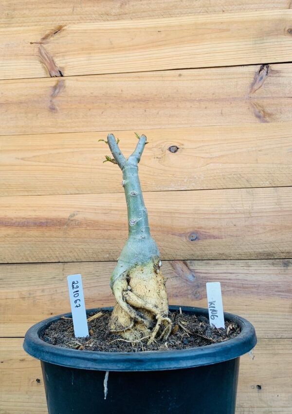 2210 67 Big Caudex King