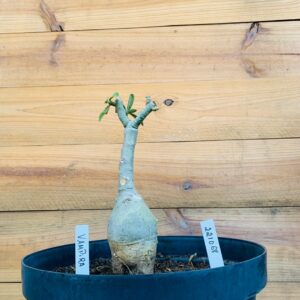 2210 68 Big Caudex Vampira