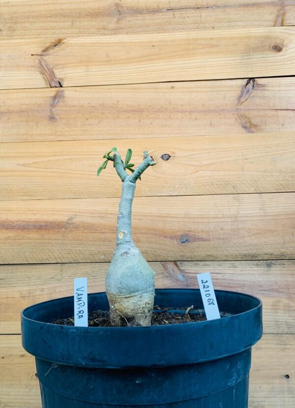 2210 68 Big Caudex Vampira