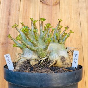 2310 01 Arabicum Big Foot  - Adulta