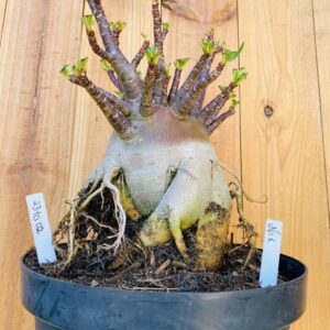 2310 02 Arabicum Nix - Adulta