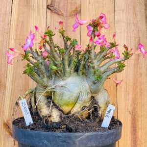 2310 03 Arabicum Hulk - Adulta