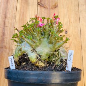 2310 05 Arabicum Torpedo - Adulta