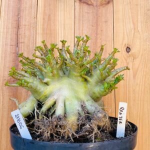 2310 06 Arabicum Panzer - Adulta