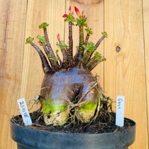 2310 08 Arabicum Onyx - Adulta