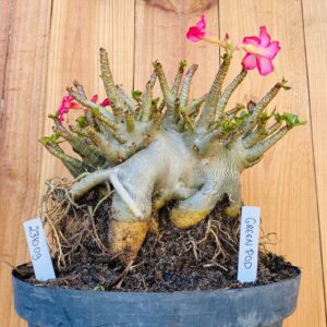 2310 09 Arabicum Green Pod - Adulta