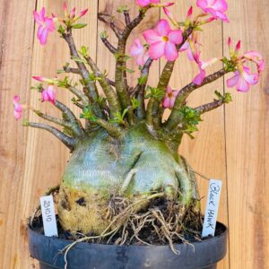 2310 10 Arabicum Black Hawk - Adulta