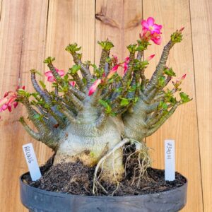 2310 11 Arabicum Aeung - Adulta