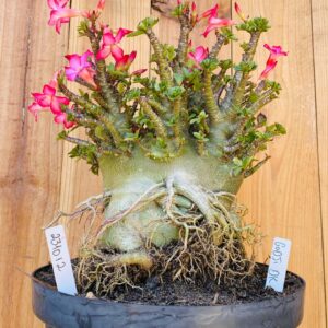 2310 12 Arabicum Godji Dk - Adulta