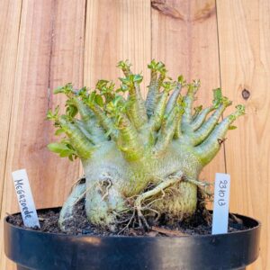 2310 13 Arabicum Megazorde - Adulta