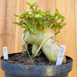 2310 14 Arabicum Zeus - Adulta