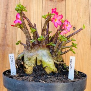 2310 15 Arabicum Mammoth - Adulta