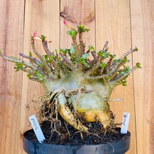 2310 16 Arabicum Yakzaou - Adulta