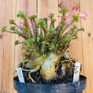 2310 17 Arabicum Raptor - Adulta