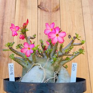 2310 18 Arabicum Godji - Adulta