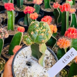 2110 77 Gymnocalycium Angelae (VIP)